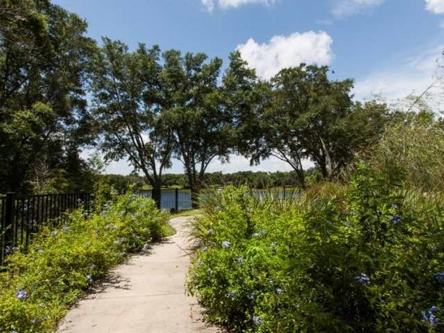 Trees and Trail