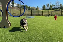 Bark park and agility course