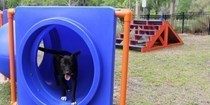 Pet Friendly Apartments in Orlando