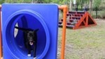 Pet Friendly Apartments in Orlando